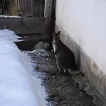 Krobath Apartamento Murau